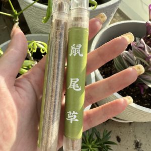 鼠尾草線香