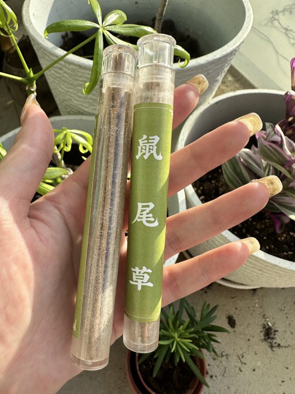 鼠尾草線香